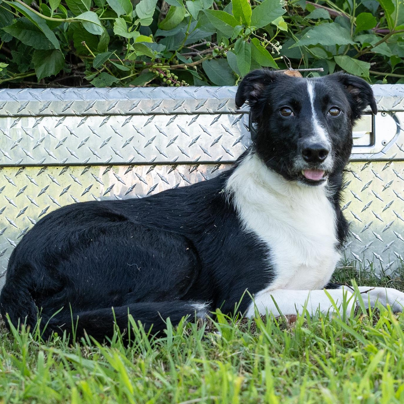 Enlarge Tyson, an adoptable mixed breed in Lebanon, TN image 1/5