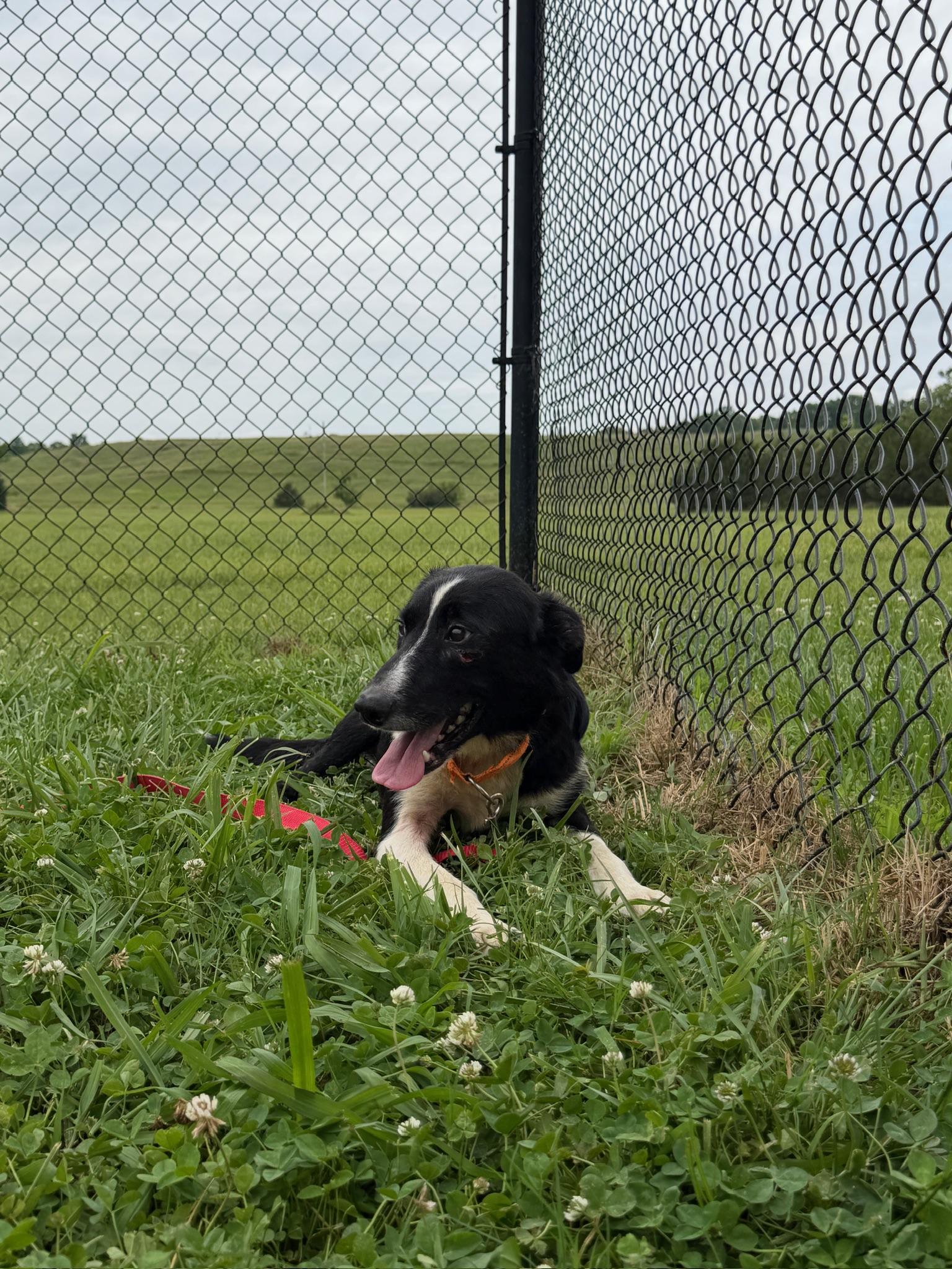 Tyson, an adoptable mixed breed in Lebanon, TN image 3/3