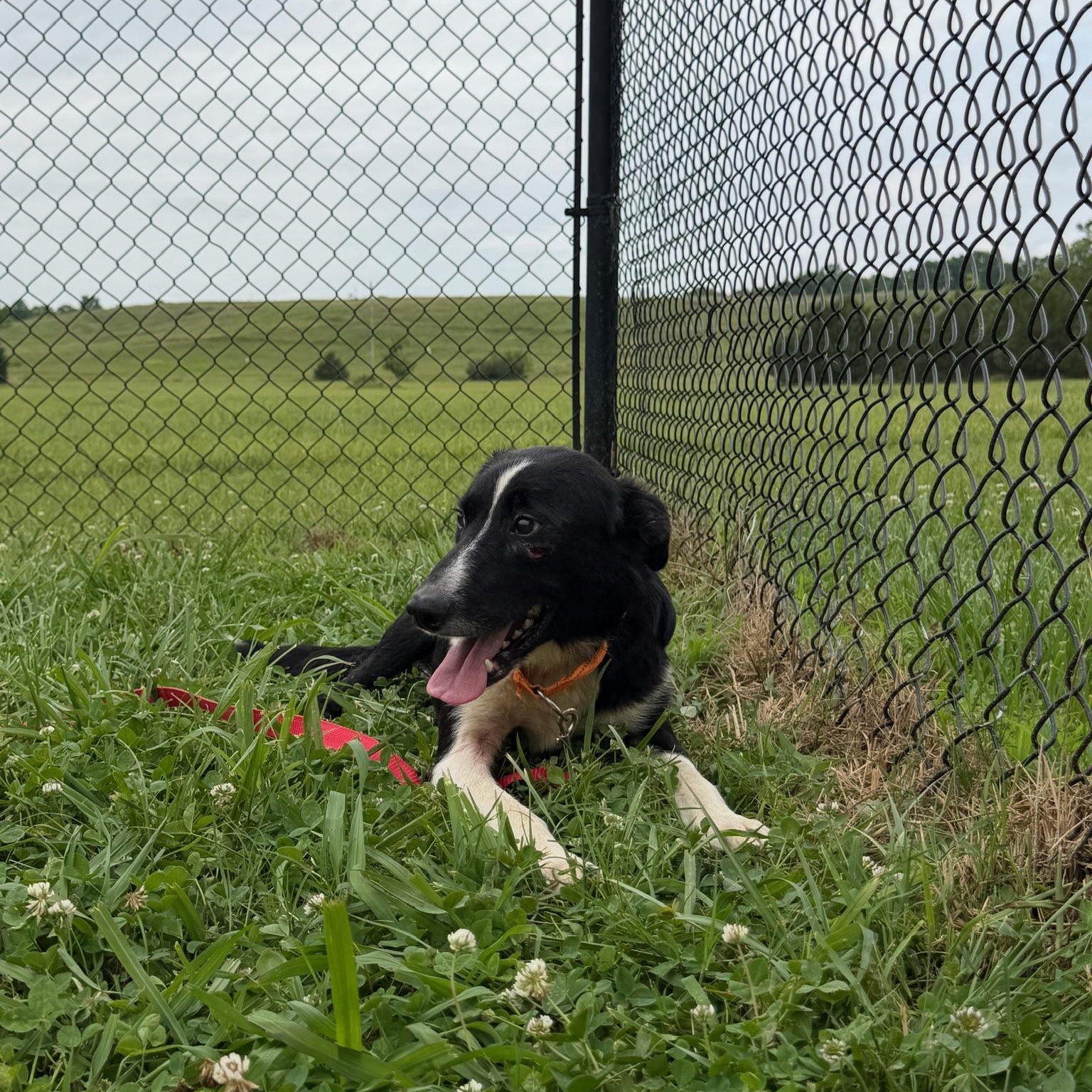 Enlarge Tyson, an adoptable mixed breed in Lebanon, TN image 4/5