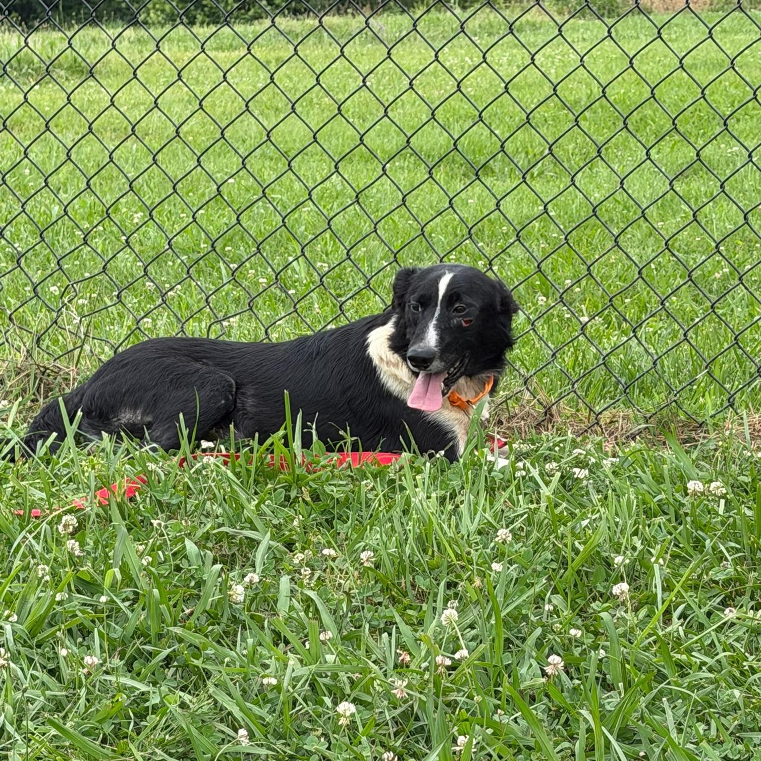 Enlarge Tyson, an adoptable mixed breed in Lebanon, TN image 5/5