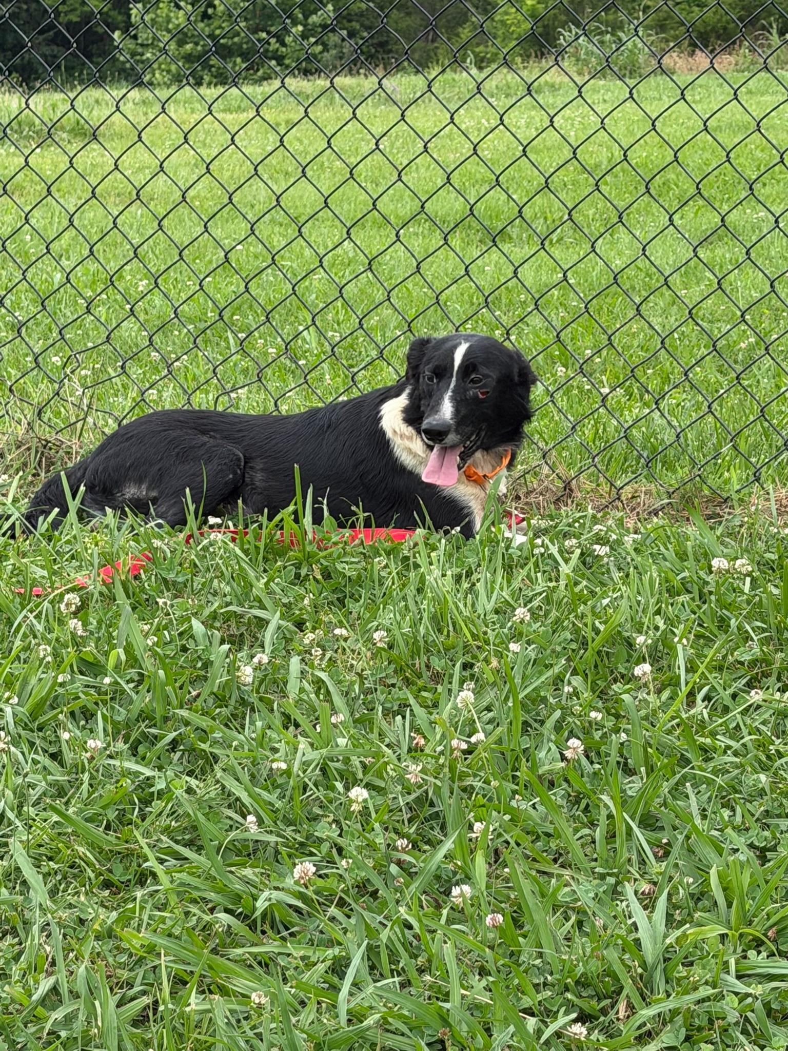 Tyson, an adoptable mixed breed in Lebanon, TN image 2/3