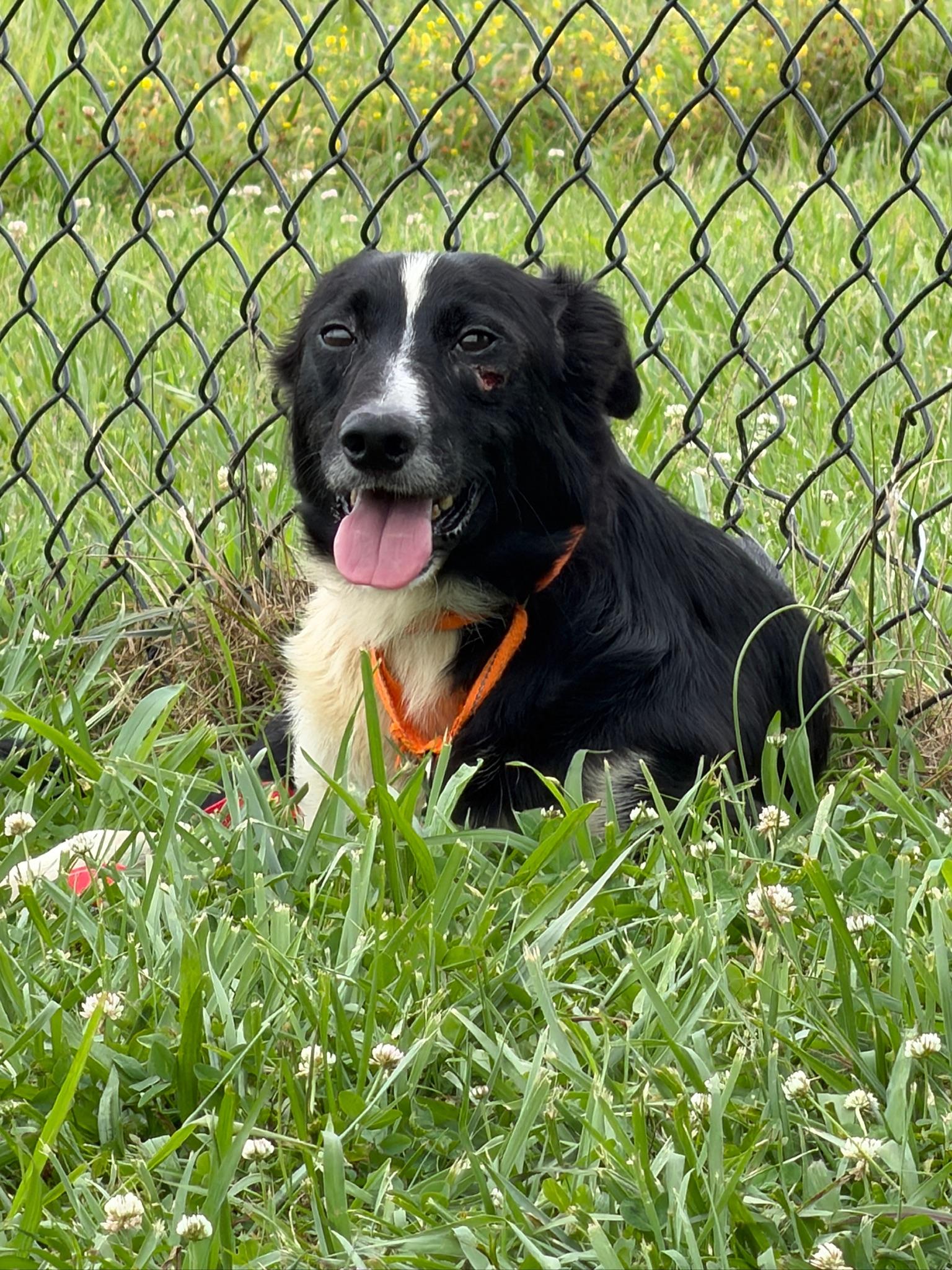 Tyson, adoptable, Adult Male Border Collie.