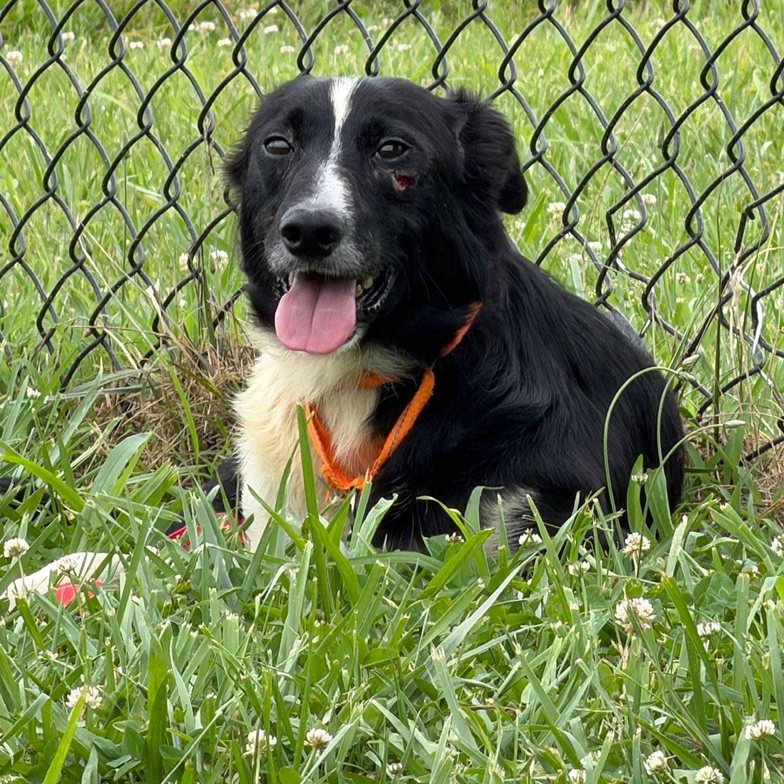 Enlarge Tyson, an adoptable mixed breed in Lebanon, TN image 3/5