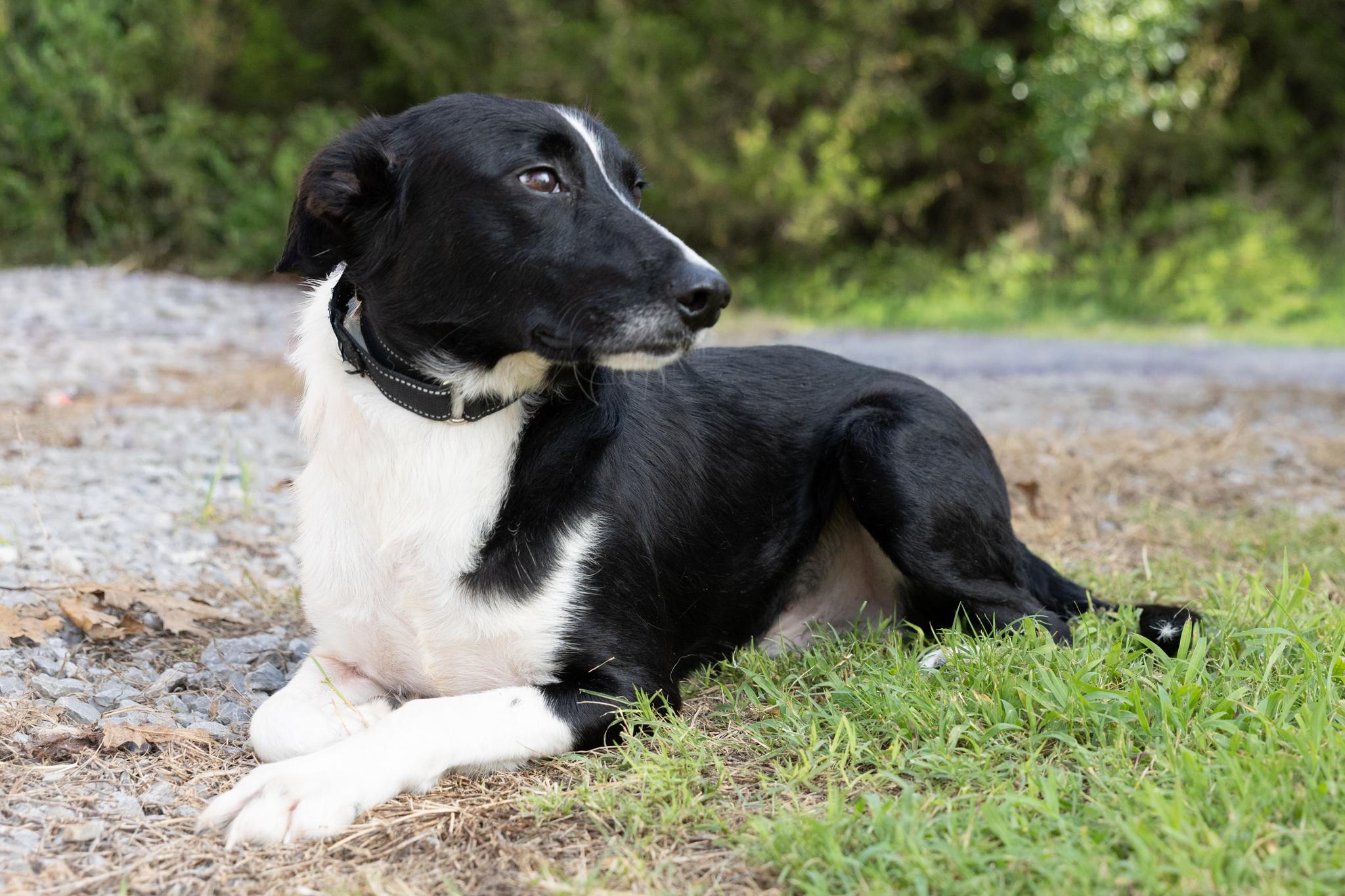 Enlarge Tyson, an adoptable mixed breed in Lebanon, TN image 2/5