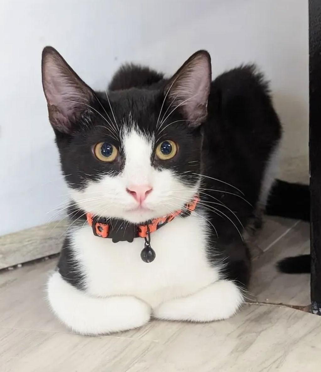 Enlarge Willow, a Adoptable Domestic Short Hair in Phoenix, AZ image 1/1