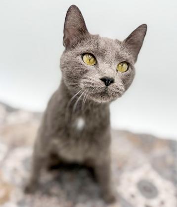 Pebble is petite and perfect! CH kitty snugglebug! THERAPY SWEET - VIDEOS, a Adoptable Russian Blue in Bedford Hills, NY image 4/6