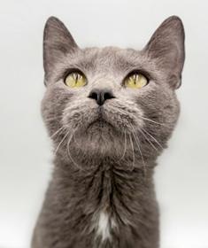 Pebble is petite and perfect! CH kitty snugglebug! THERAPY SWEET - VIDEOS, a Adoptable Russian Blue in Bedford Hills, NY image 1/6