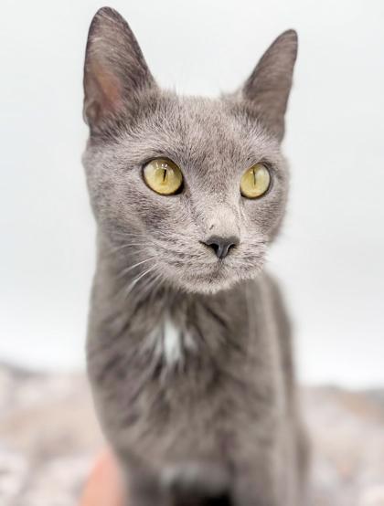 Pebble is petite and perfect! CH kitty snugglebug! THERAPY SWEET - VIDEOS, a Adoptable Russian Blue in Bedford Hills, NY image 3/6