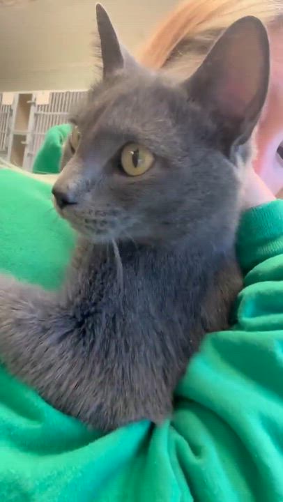 Enlarge Pebble is petite and perfect!  CH kitty snugglebug!  THERAPY SWEET - VIDEOS, a Adoptable Russian Blue in Bedford Hills, NY video 2/6