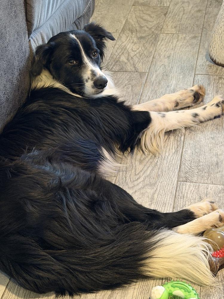 Portland, Adoptable, Adult Male Border Collie.