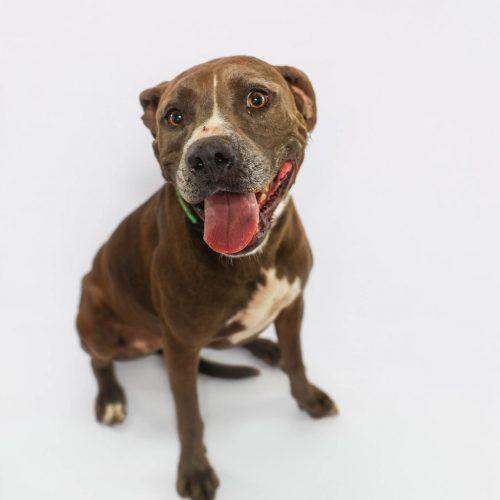 Rhonda, Adoptable, Adult Female American Staffordshire Terrier.