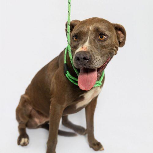 Rhonda, a Adoptable American Staffordshire Terrier in Sullivan City, TX image 2/6