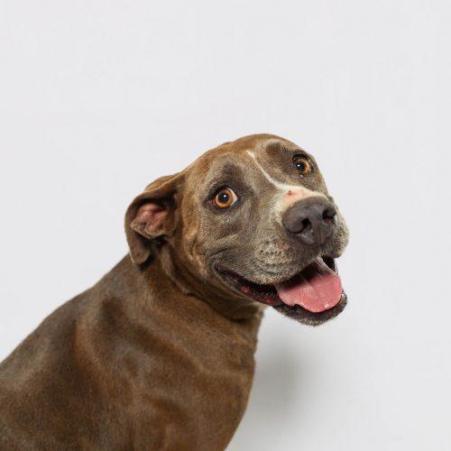 Rhonda, a Adoptable American Staffordshire Terrier in Sullivan City, TX image 3/6