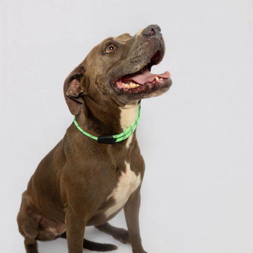 Rhonda, a Adoptable American Staffordshire Terrier in Sullivan City, TX image 4/6