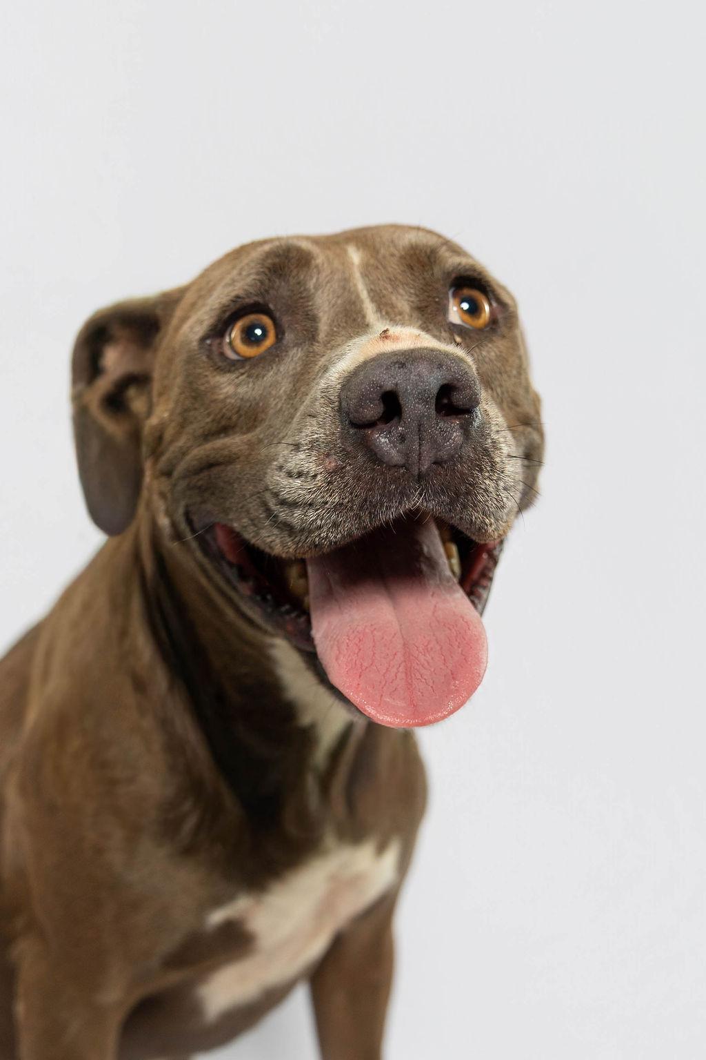 Rhonda, a Adoptable American Staffordshire Terrier in Sullivan City, TX image 5/6