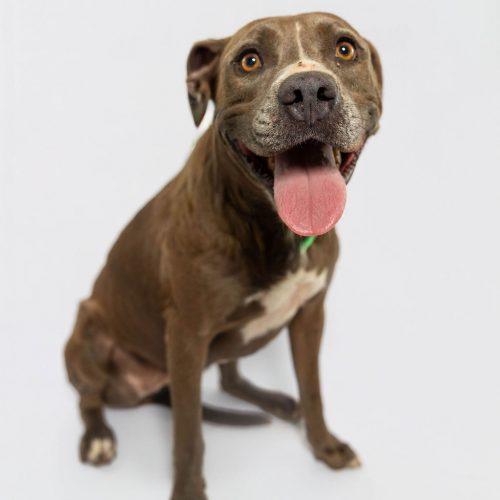 Rhonda, a Adoptable American Staffordshire Terrier in Sullivan City, TX image 6/6