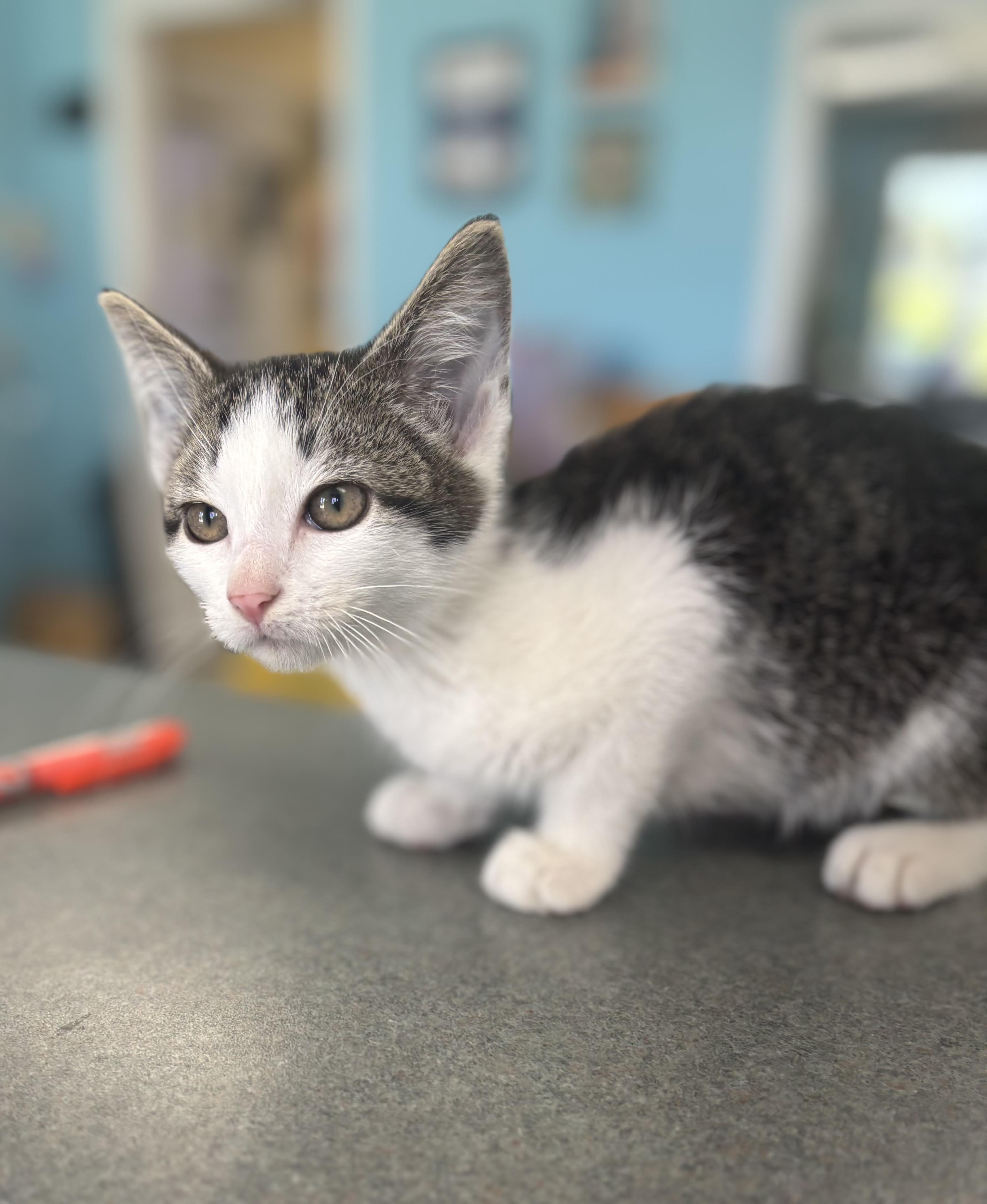 Chevy, an adopted Domestic Short Hair in Bardstown, KY image 3/3