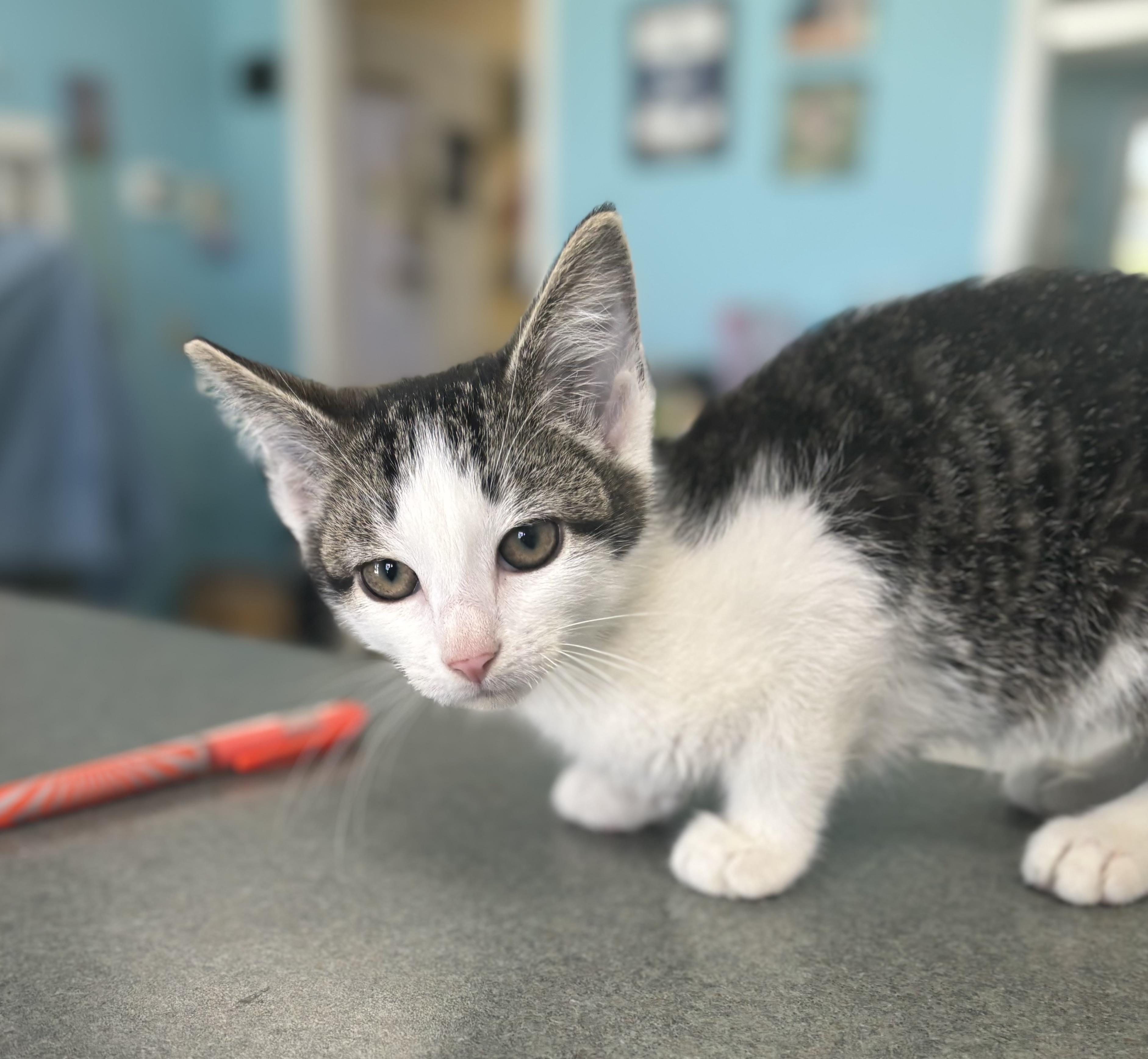 Chevy, an adopted Domestic Short Hair in Bardstown, KY image 2/3