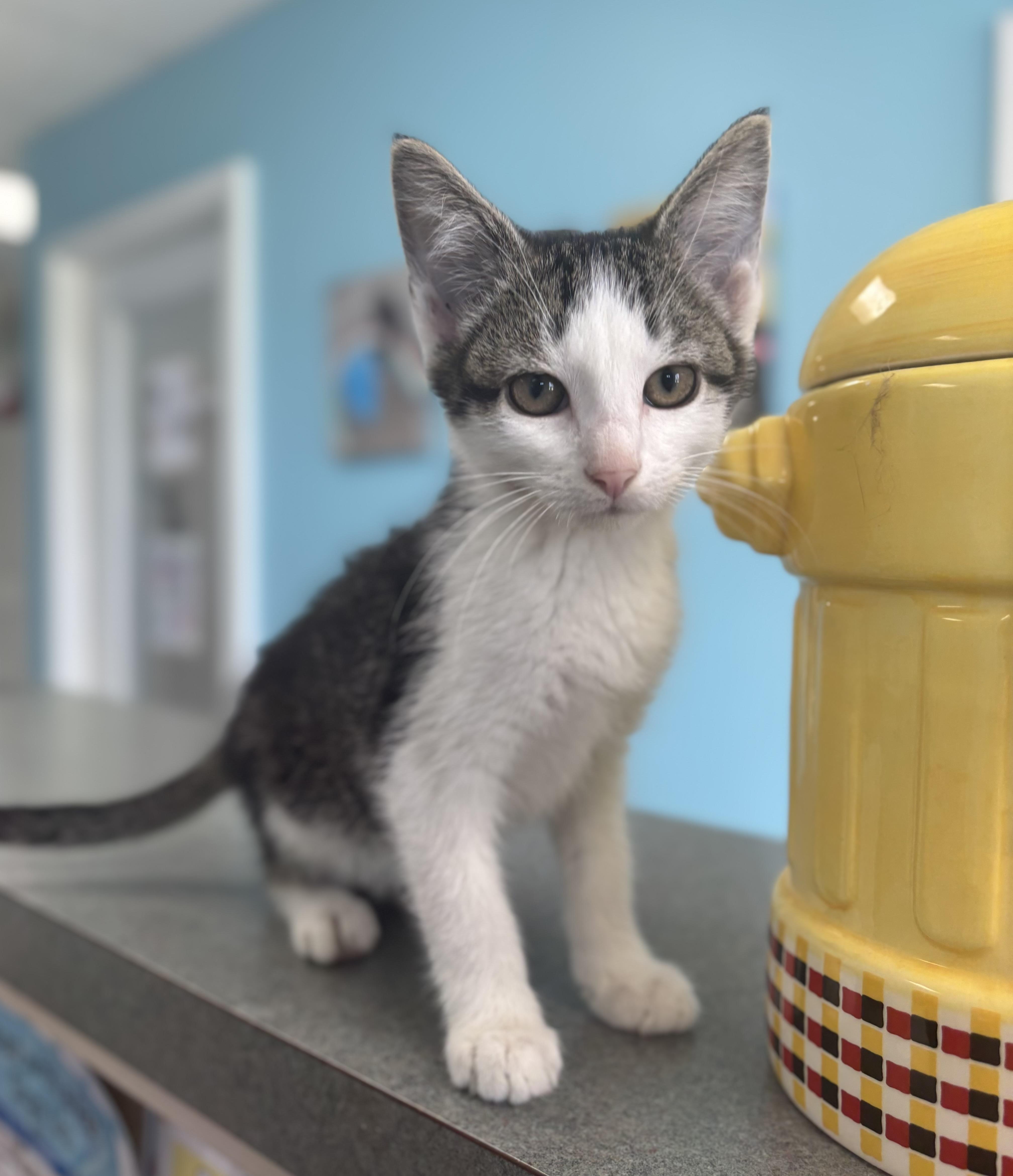 Chevy, adopted, Kitten Male Domestic Short Hair.