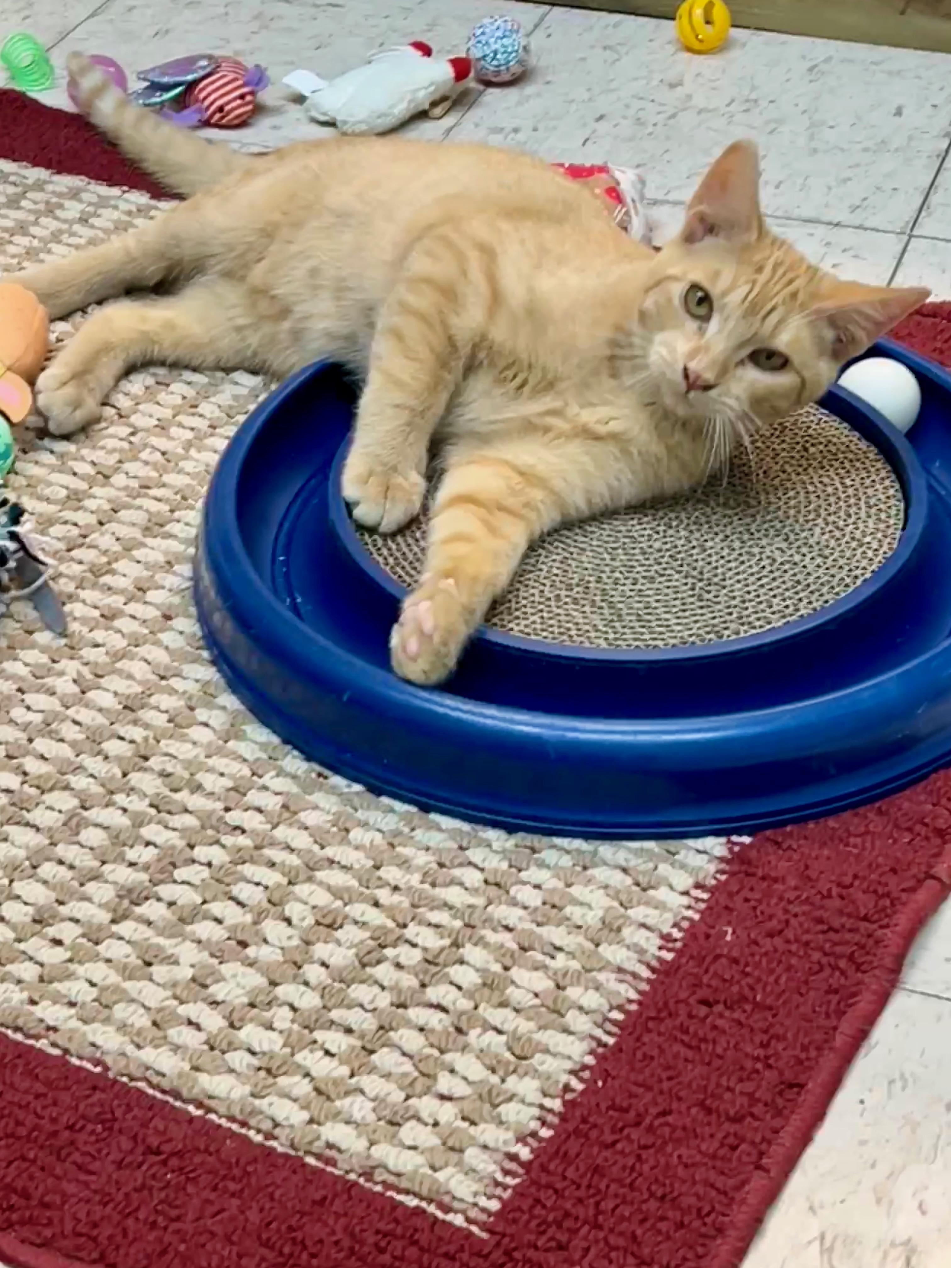 Robin, an adoptable Domestic Short Hair in Jamestown, ND, 58402 | Photo Image 1