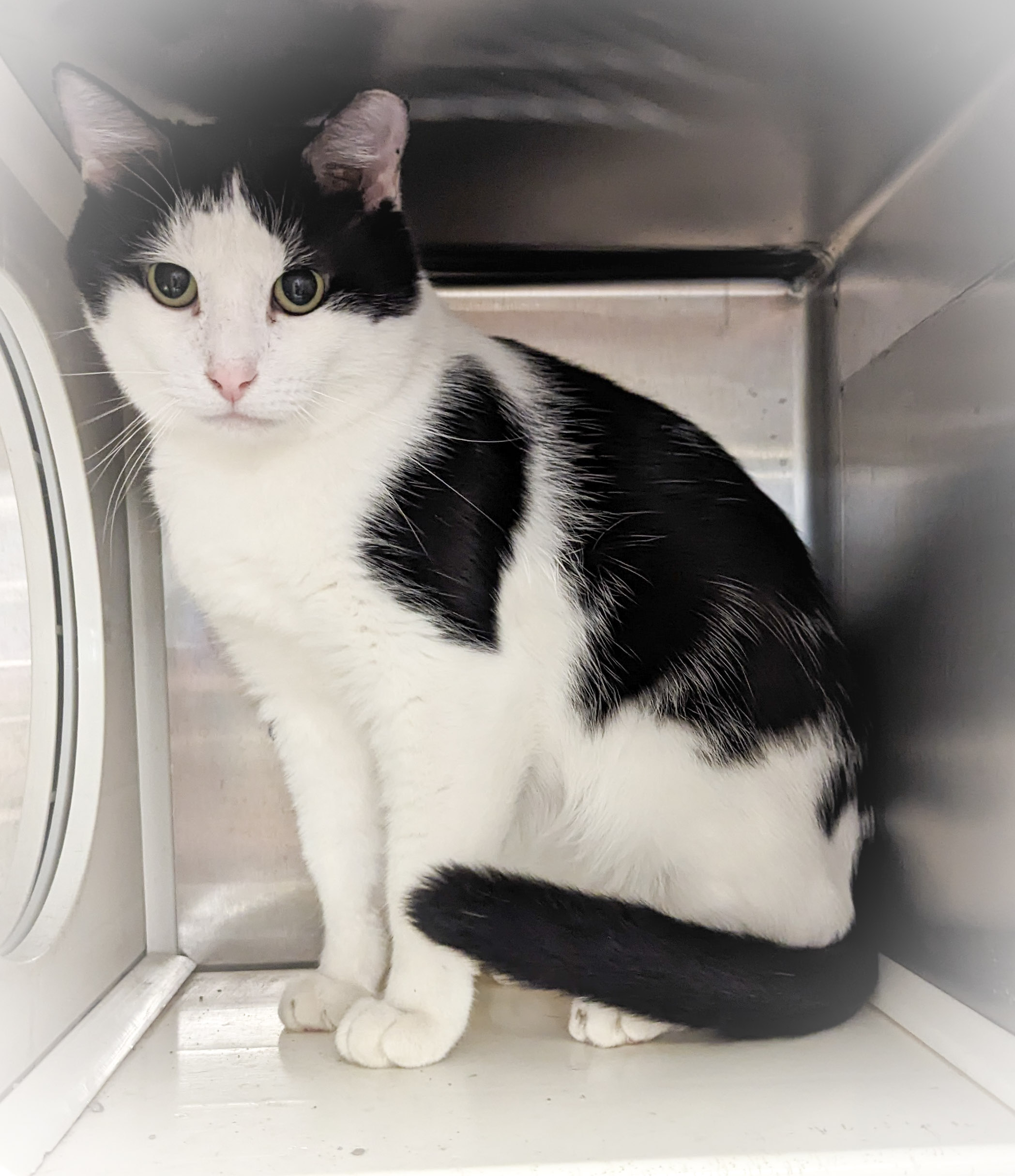 SAMMY, a Adoptable mixed breed in Griffith, IN image 4/6