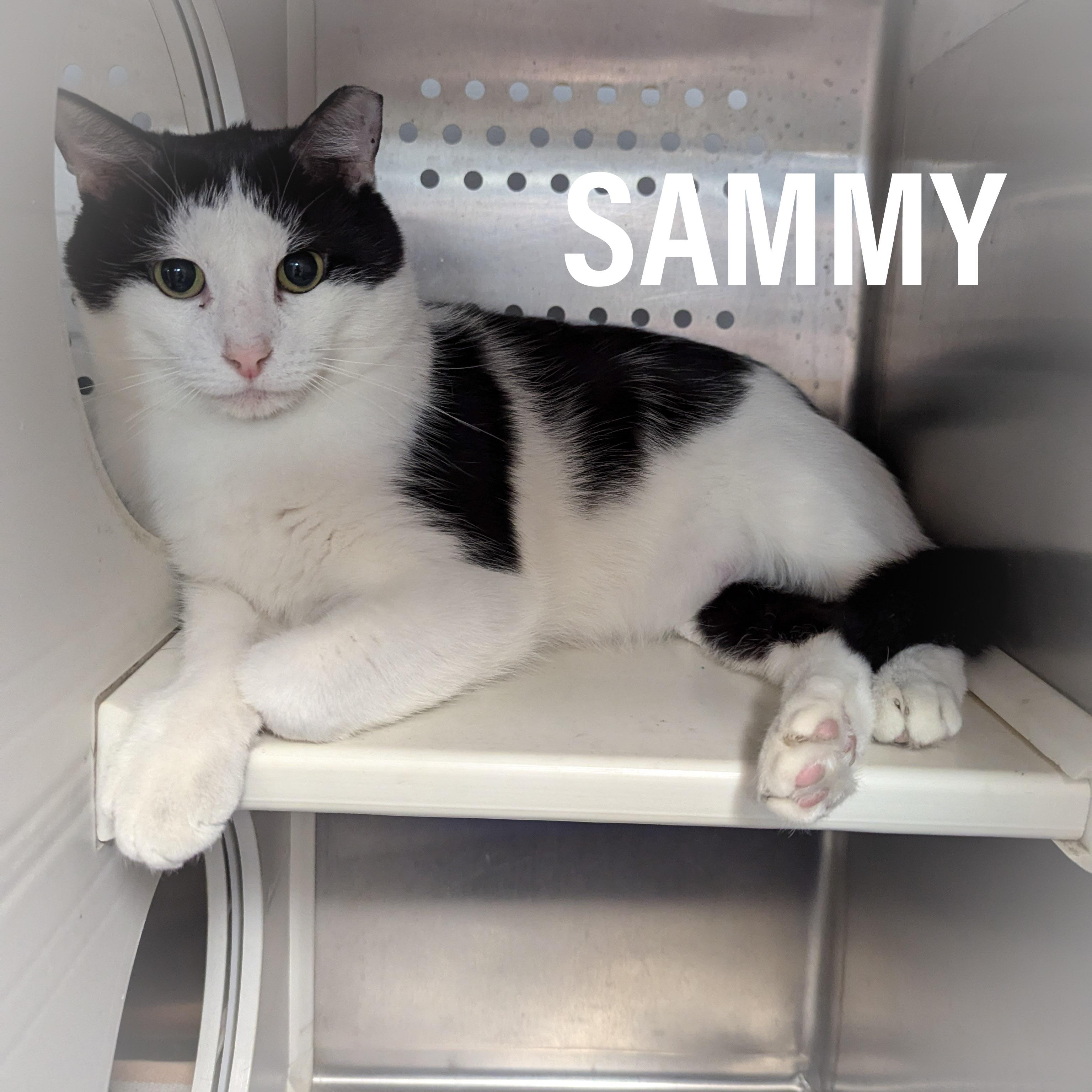 SAMMY, Adoptable, Adult Female Domestic Short Hair & Tuxedo.
