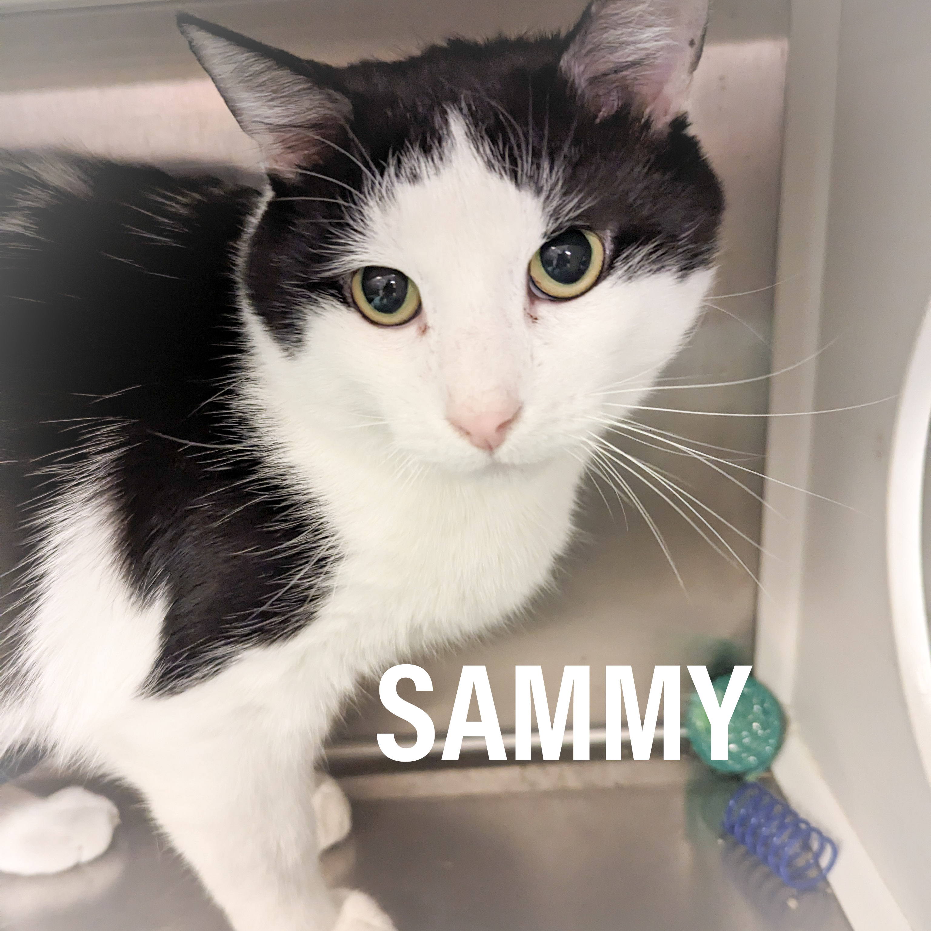 SAMMY, a Adoptable mixed breed in Griffith, IN image 3/6