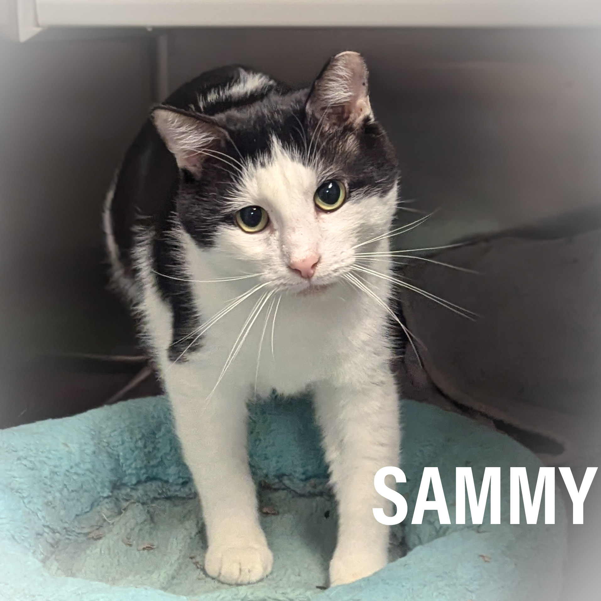 SAMMY, a Adoptable mixed breed in Griffith, IN image 5/6