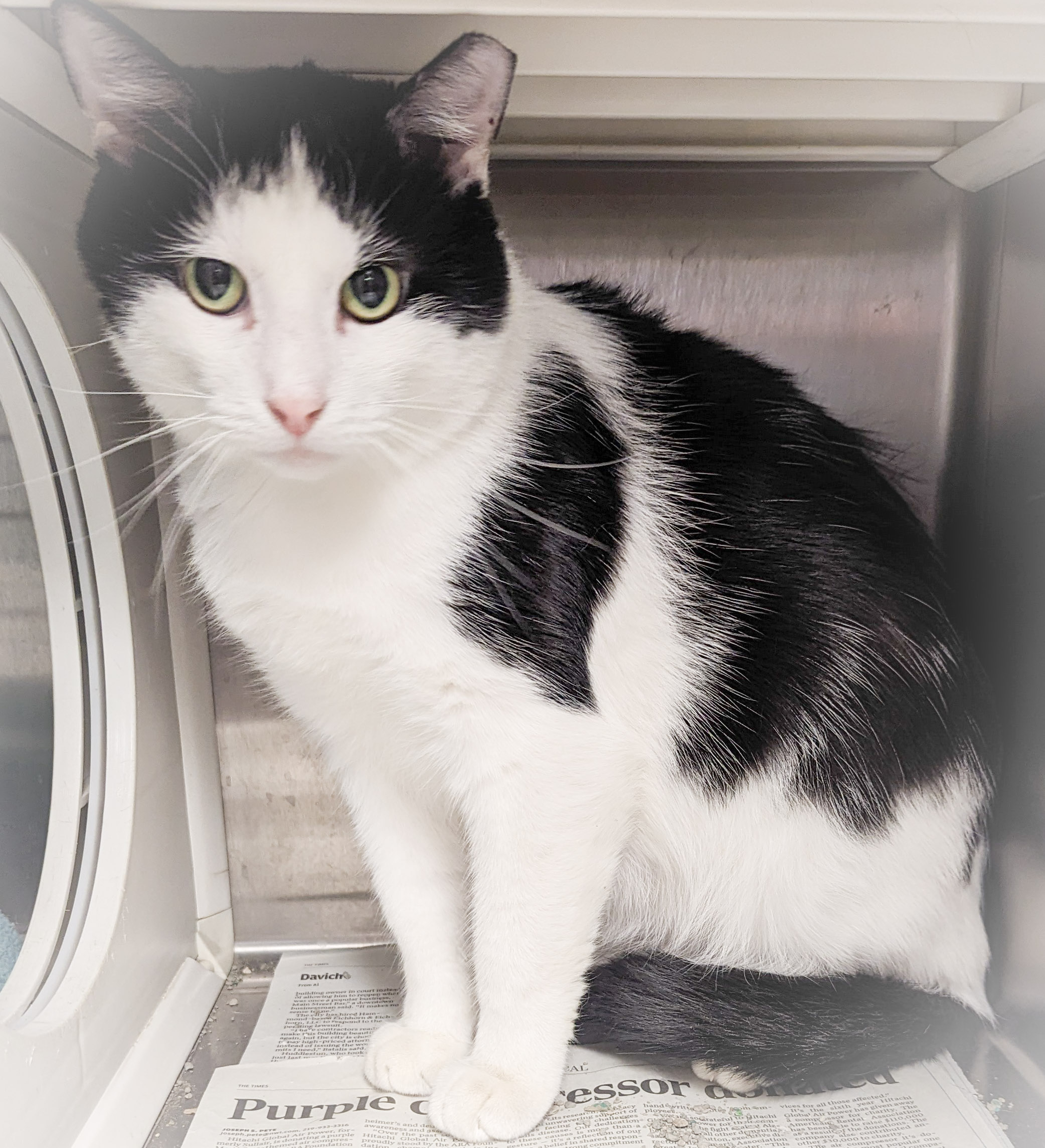 SAMMY, a Adoptable mixed breed in Griffith, IN image 2/6