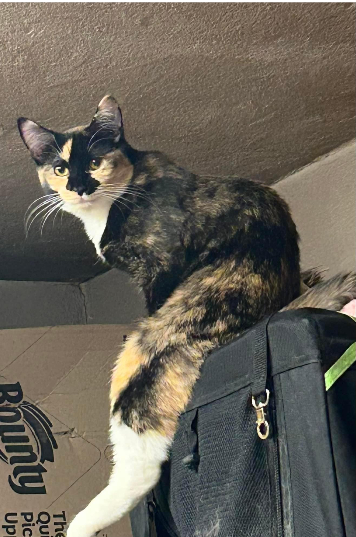 Flora, Adoptable, Young Female Domestic Short Hair & Calico.