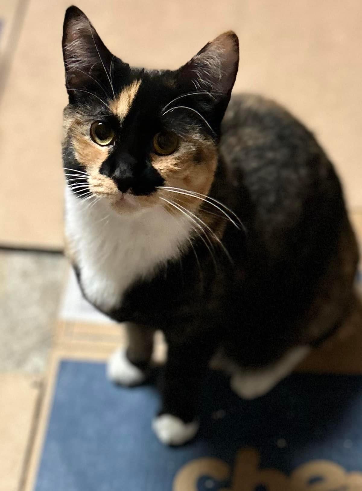 Enlarge Flora, a Adoptable mixed breed in Newark, NJ image 2/2