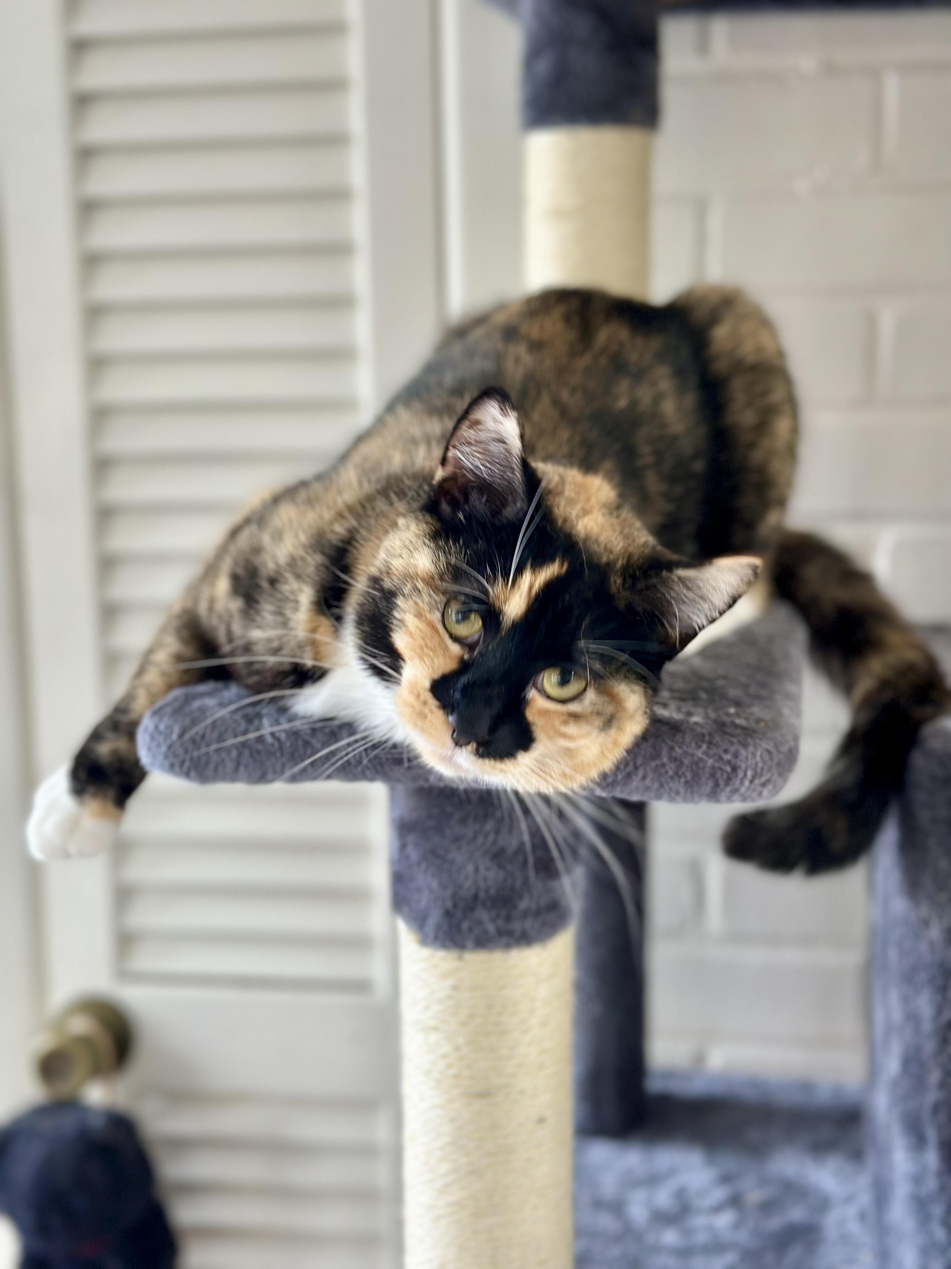 Enlarge Flora, a Adoptable mixed breed in Newark, NJ image 2/3