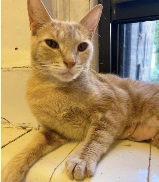 Peach & Persimmon Domestic Short Hair Cat