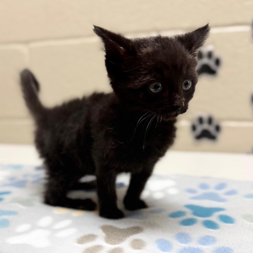 Crow, Adoptable, Kitten Female Domestic Short Hair & Domestic Short Hair.