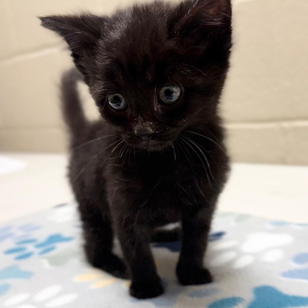 Enlarge Crow, a Adoptable mixed breed in Caryville, TN image 2/4