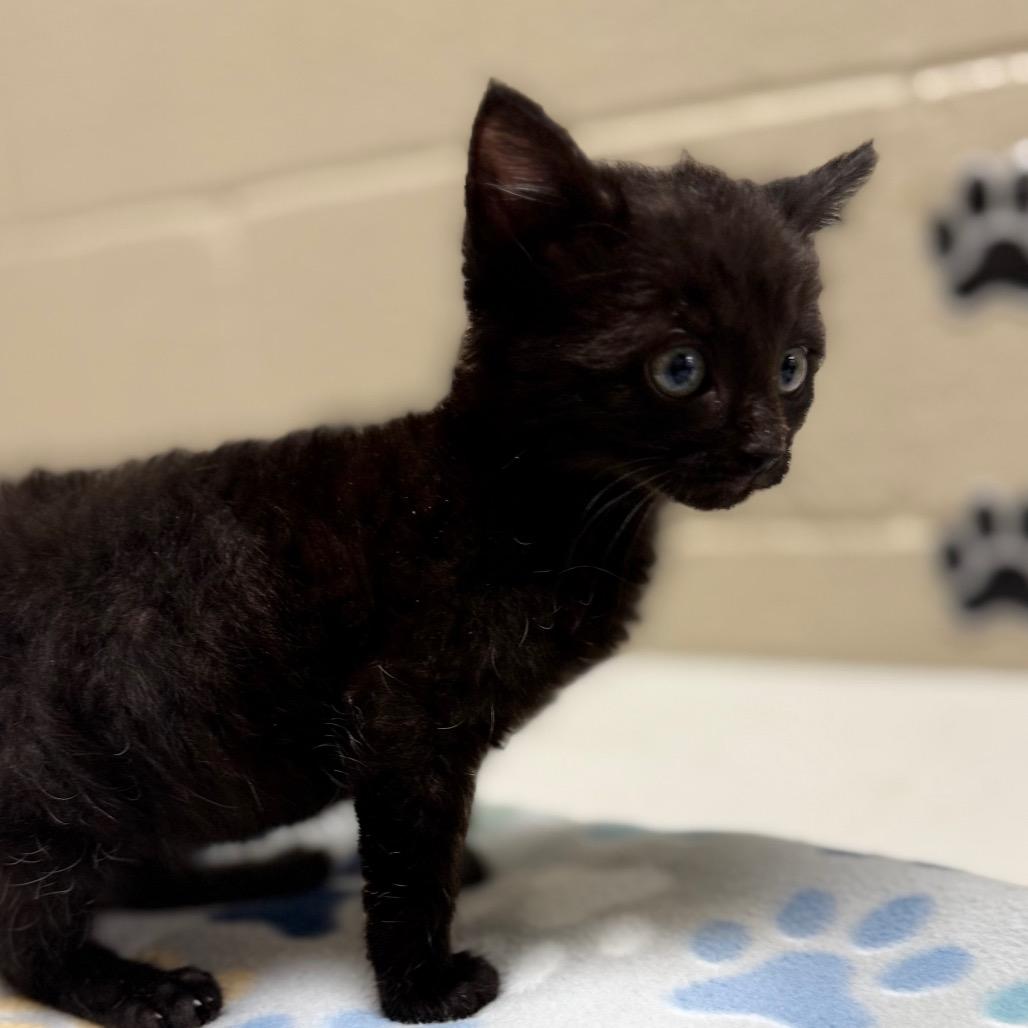 Enlarge Crow, a Adoptable mixed breed in Caryville, TN image 3/4