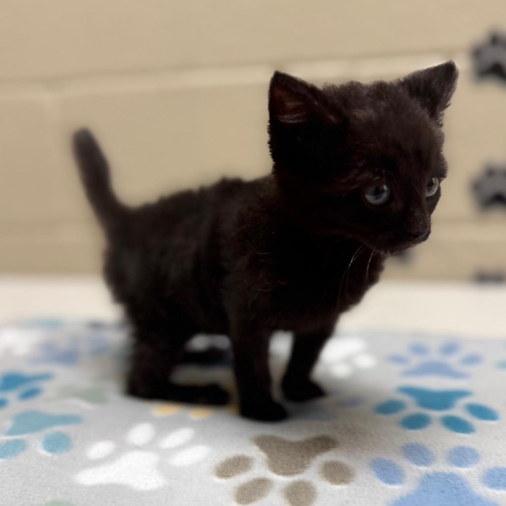 Enlarge Crow, a Adoptable mixed breed in Caryville, TN image 4/4