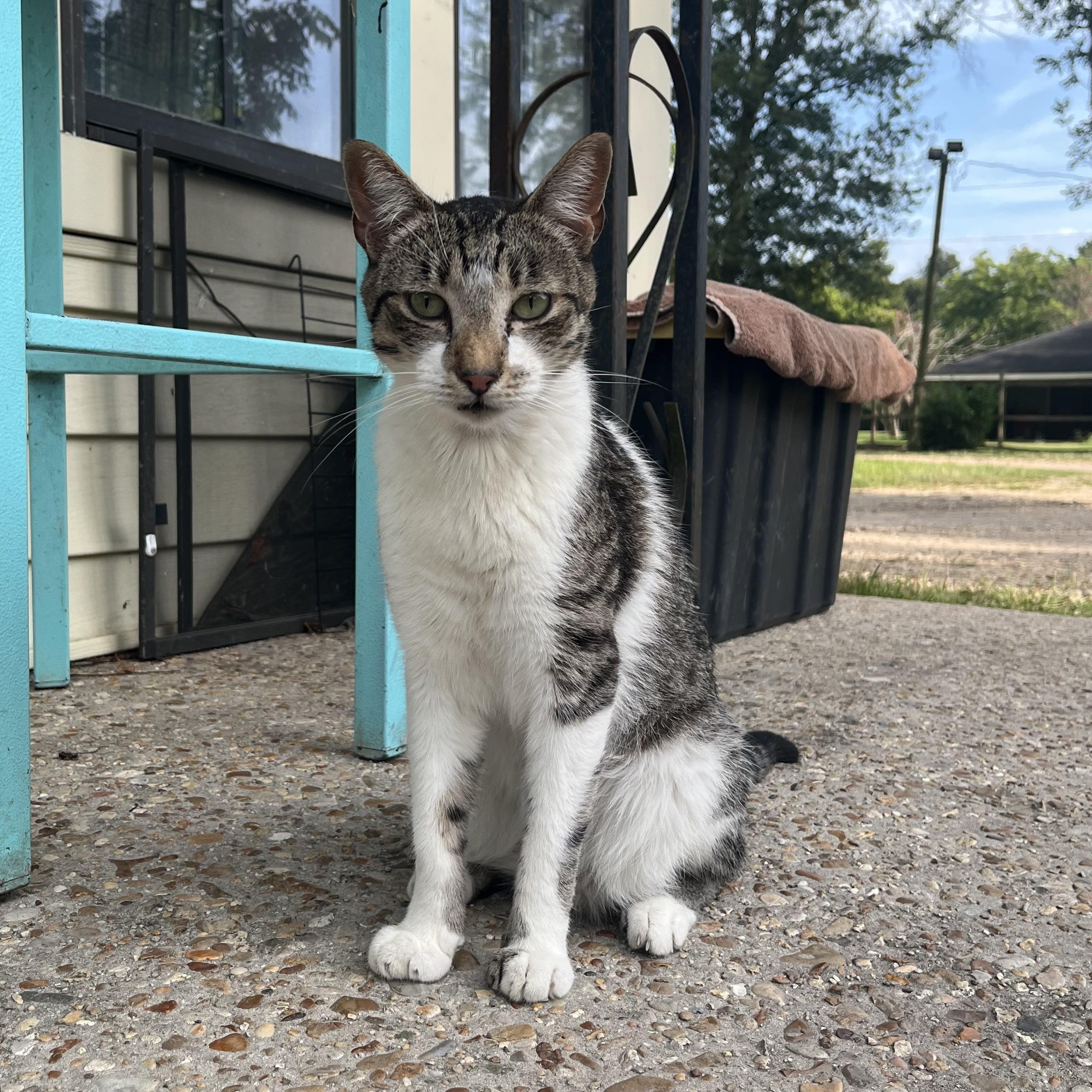 Antoinne, ADOPTABLE, Adult Male Domestic Short Hair.