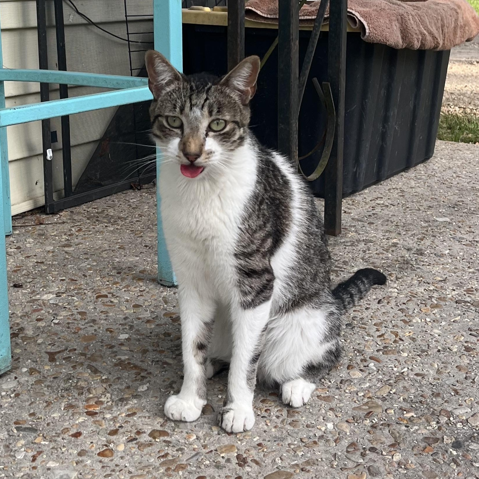 Enlarge Antoinne, a ADOPTABLE Domestic Short Hair in Hammond, LA image 5/5