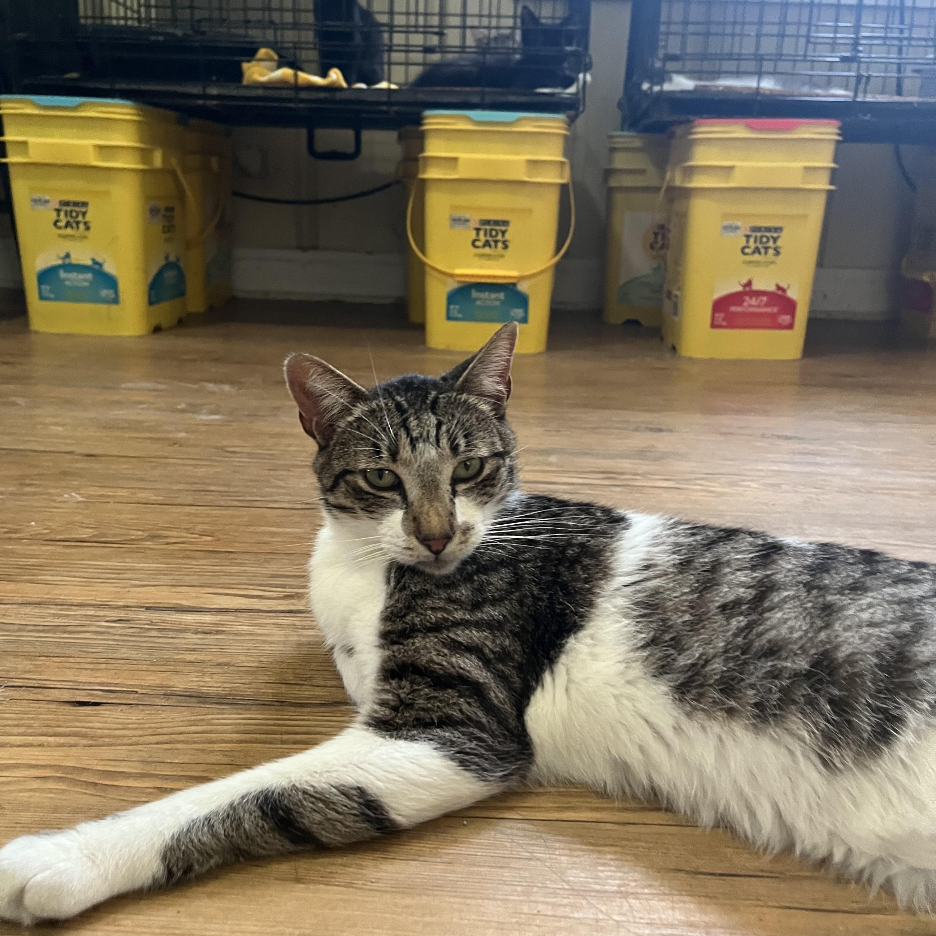 Enlarge Antoinne, a ADOPTABLE Domestic Short Hair in Hammond, LA image 2/5