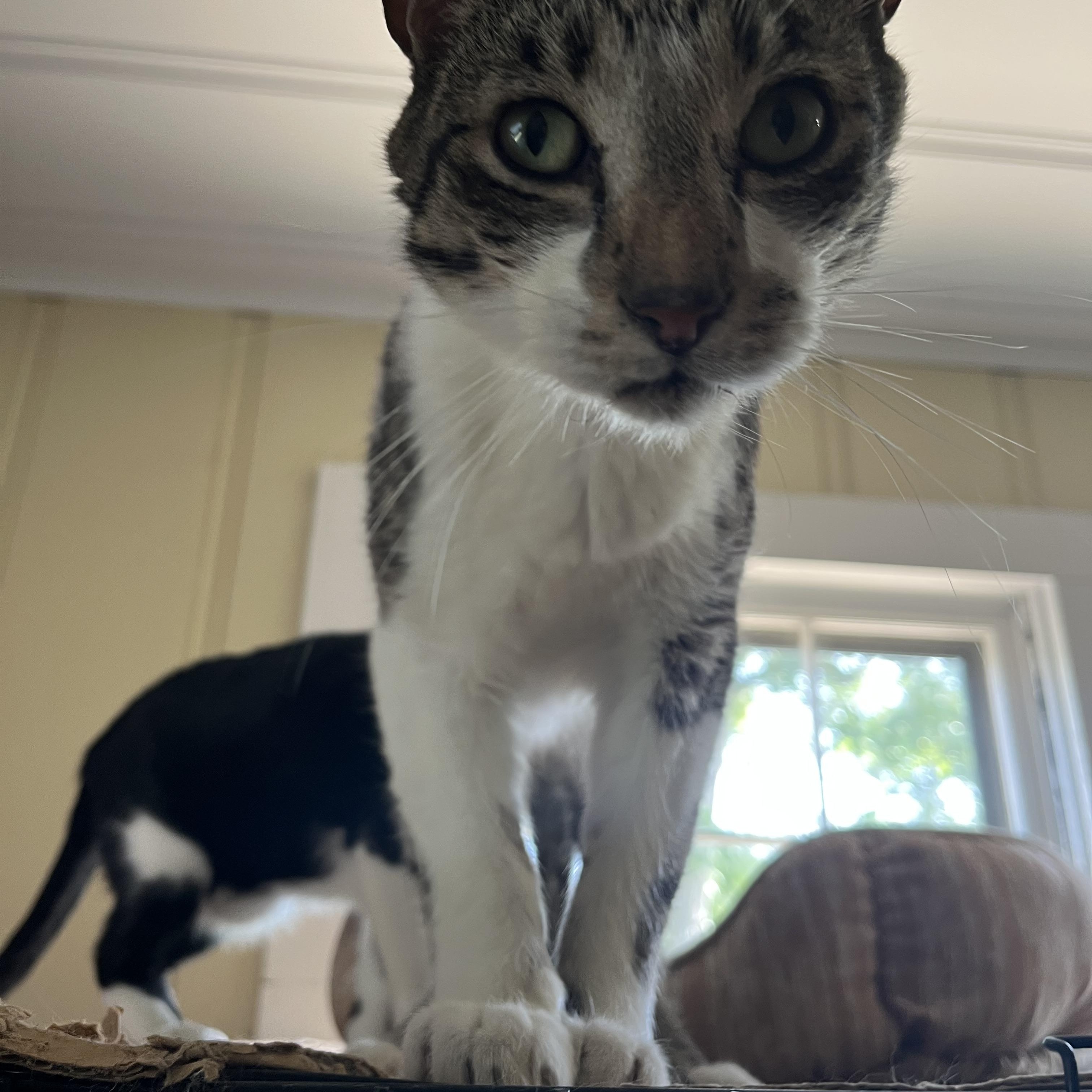 Enlarge Antoinne, a ADOPTABLE Domestic Short Hair in Hammond, LA image 4/5