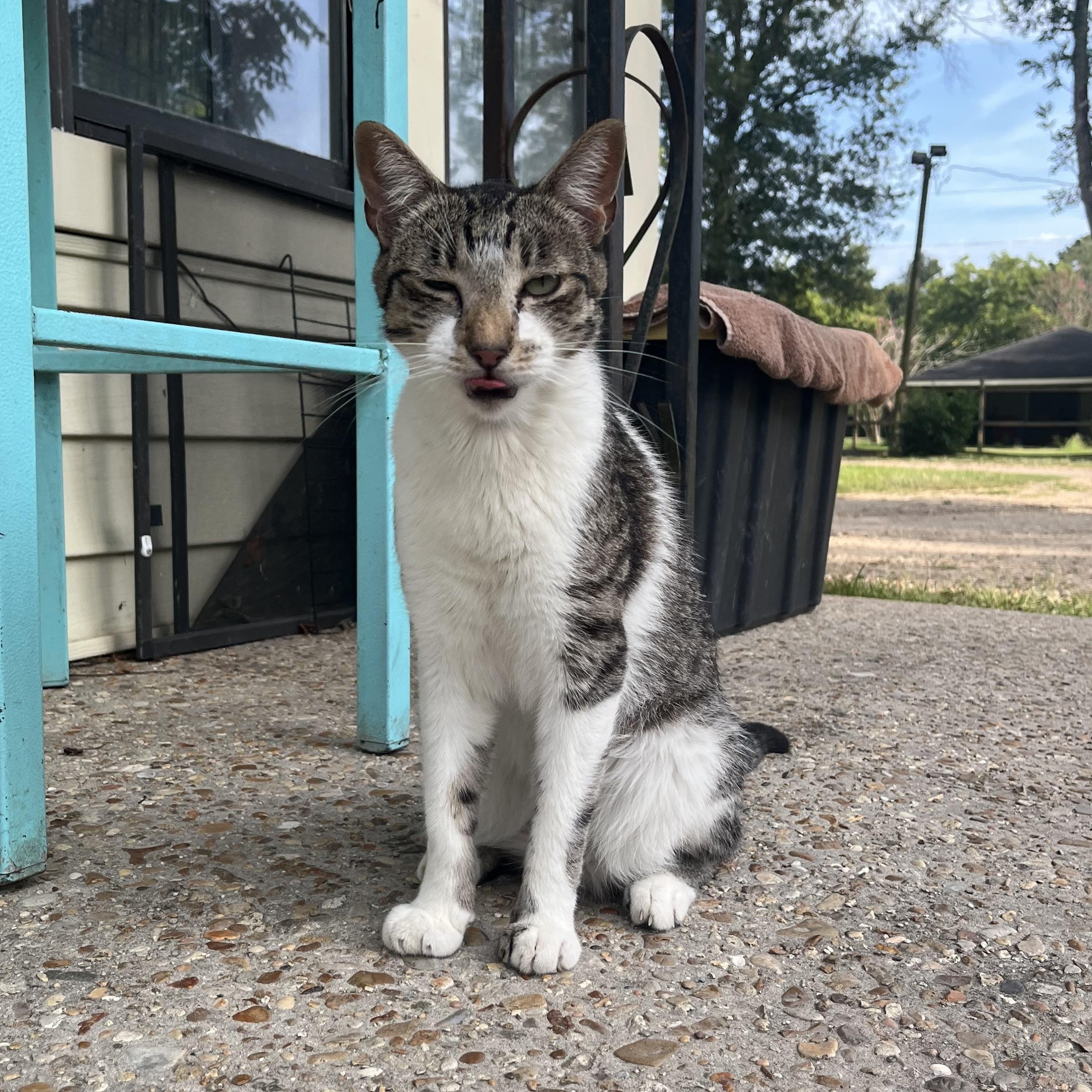Enlarge Antoinne, a ADOPTABLE Domestic Short Hair in Hammond, LA image 3/5