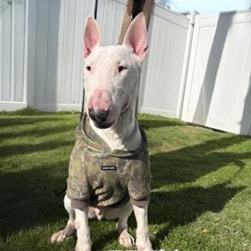 Enlarge Wiley, a Adoptable Bull Terrier in Palm Desert, CA image 1/1