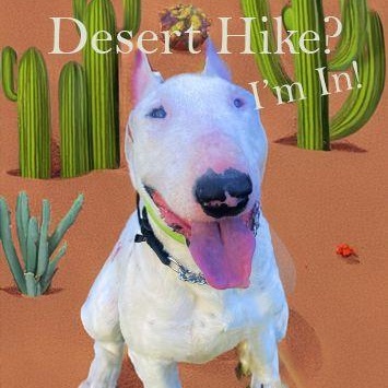 Wiley, Adoptable, Adult Male Bull Terrier.