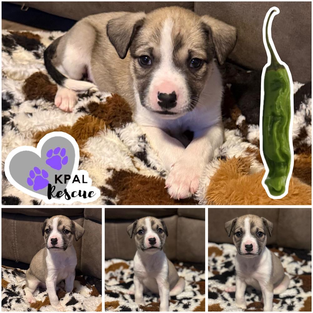 Shishito - Pepper Litter, Adoptable, Puppy Female Boxer & Mixed Breed.