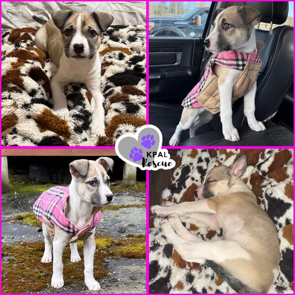 Enlarge Shishito - Pepper Litter, a Adopted mixed breed in Kenai, AK image 2/5