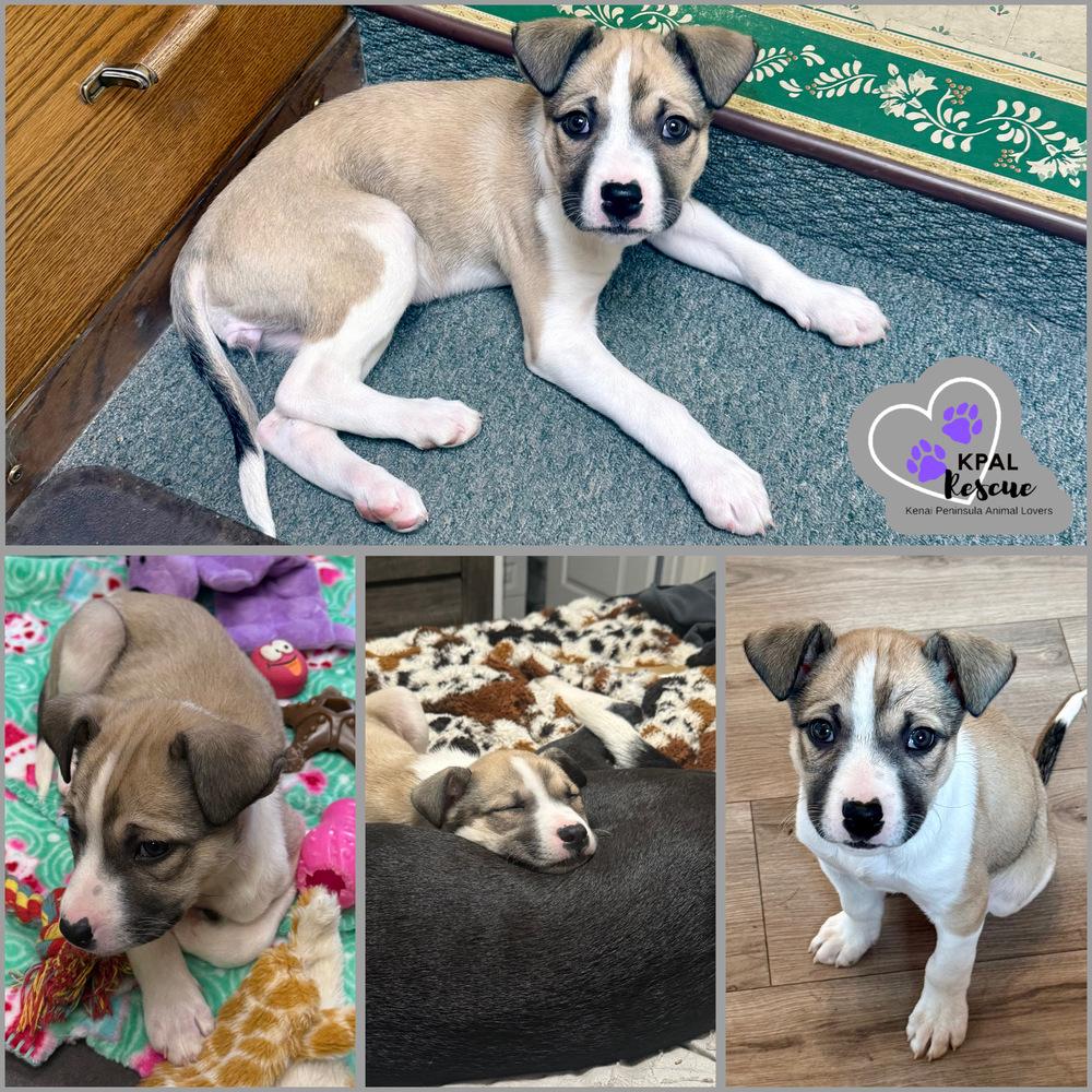 Enlarge Shishito - Pepper Litter, a Adopted mixed breed in Kenai, AK image 4/5