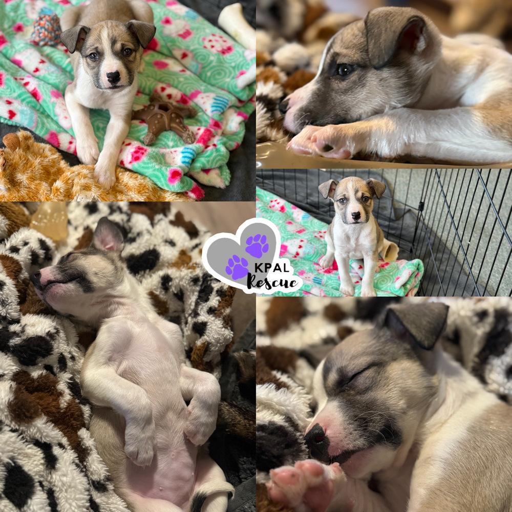 Enlarge Shishito - Pepper Litter, a Adoptable mixed breed in Kenai, AK image 3/3