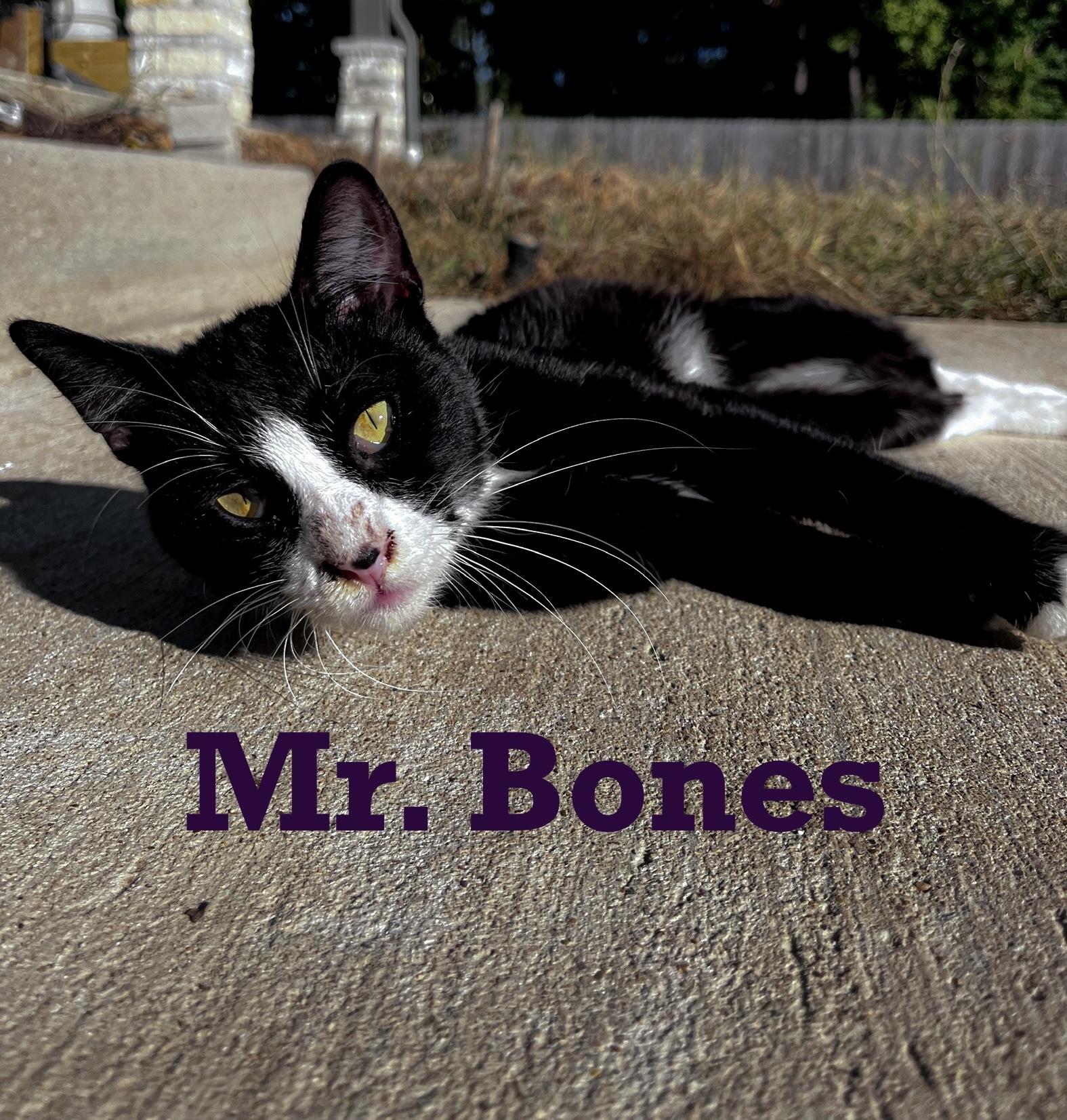 Mr. Bones, a Adoptable mixed breed in Houston, TX image 1/6