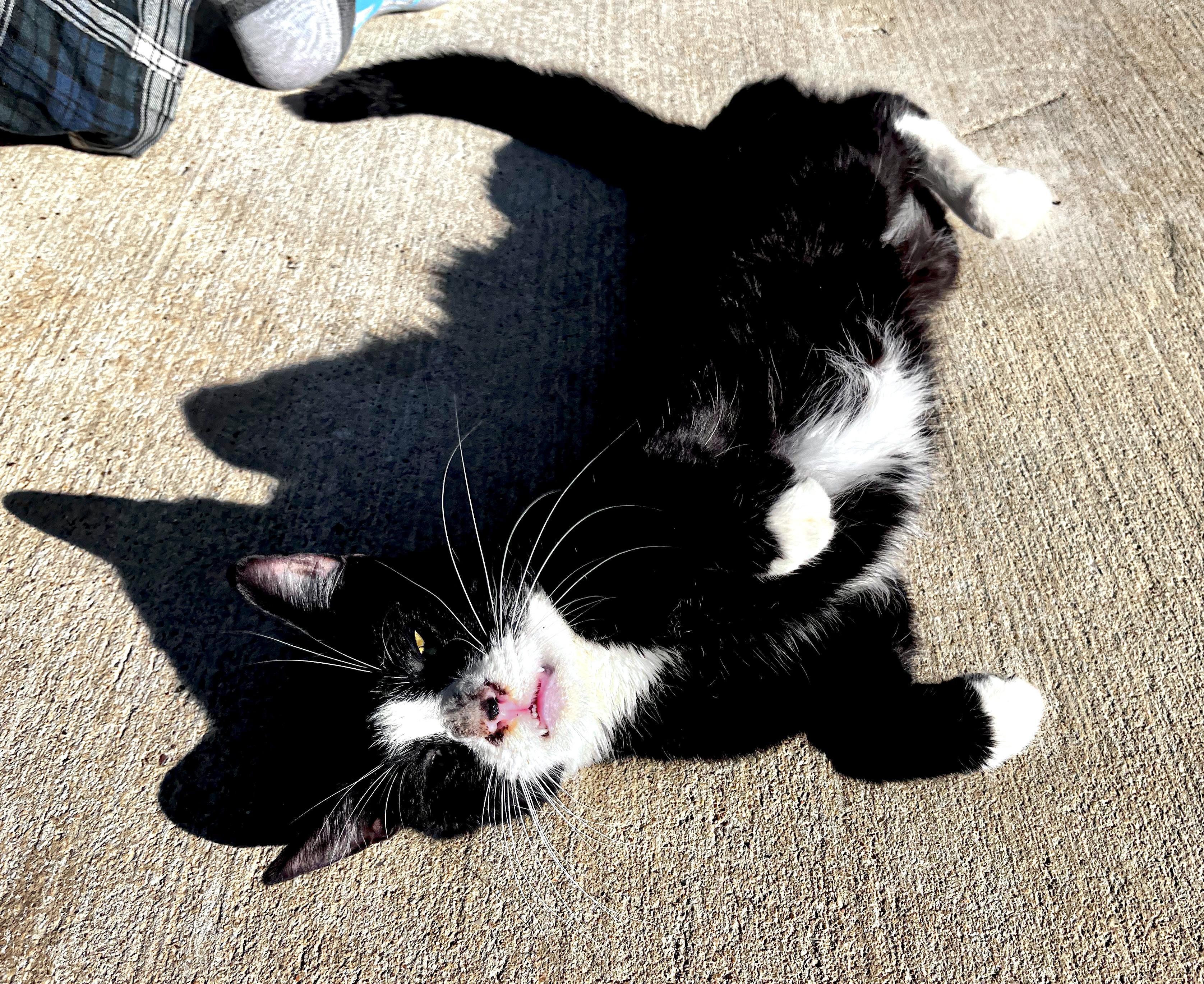 Mr. Bones, a Adoptable mixed breed in Houston, TX image 5/6